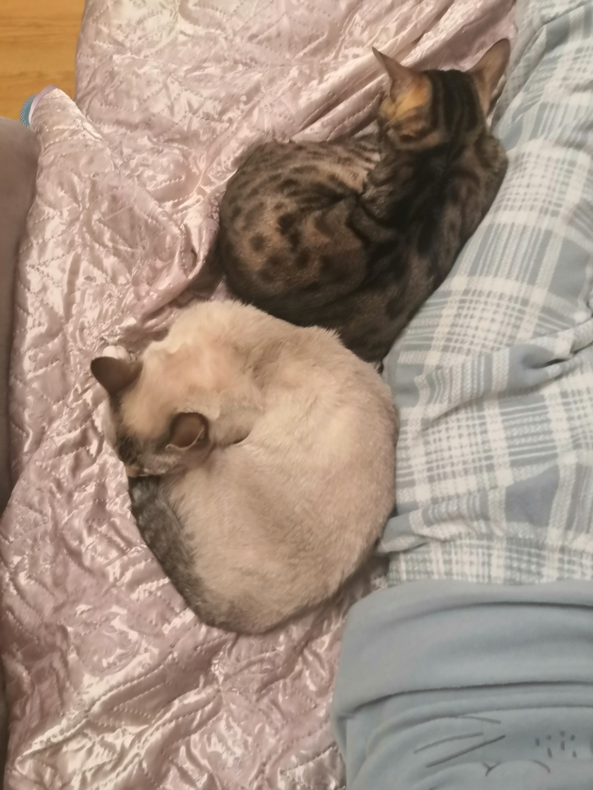 Need a cat psychologist - My, cat, Thai cat, Bengal cat, Milota, Longpost