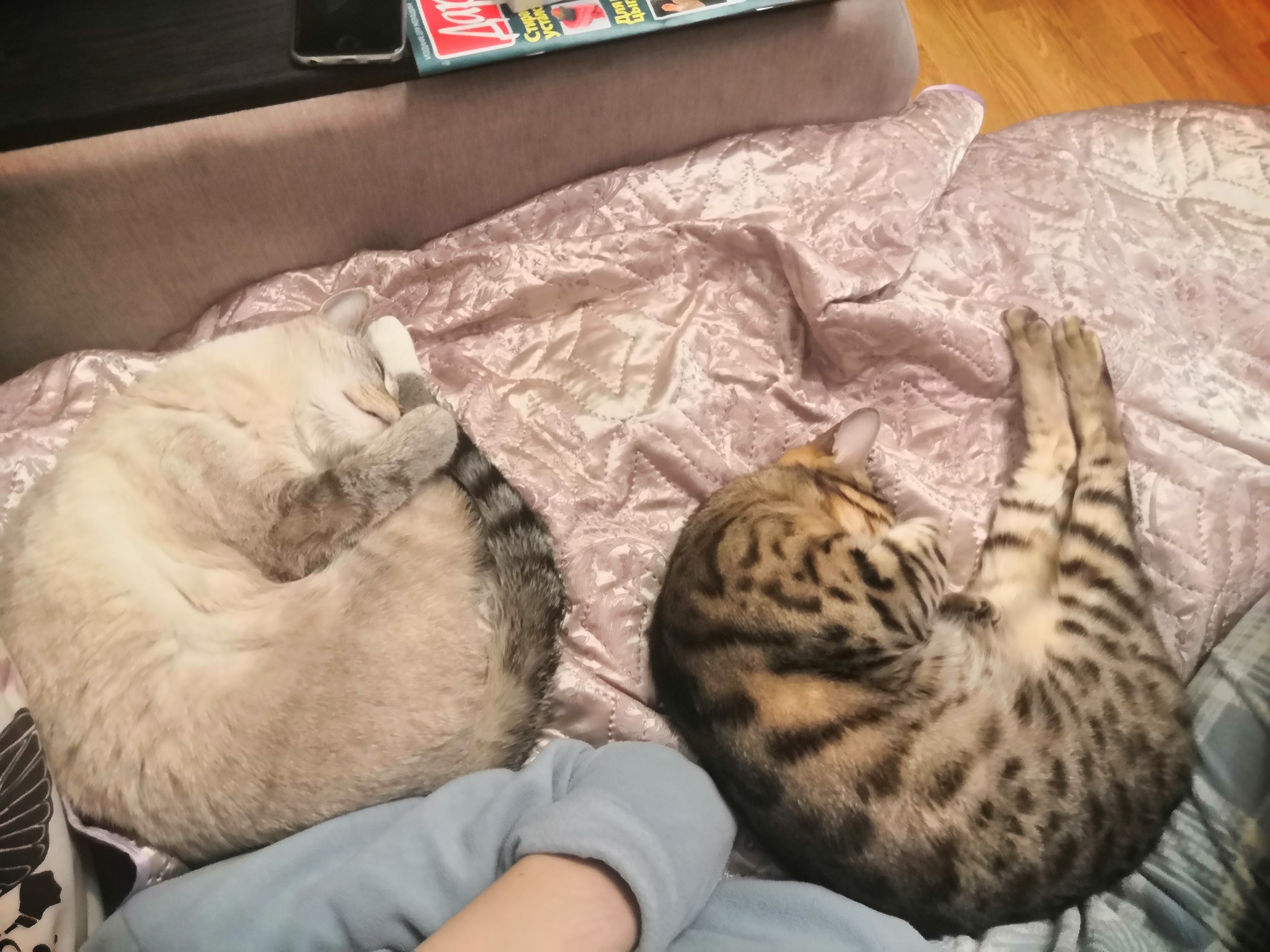 Need a cat psychologist - My, cat, Thai cat, Bengal cat, Milota, Longpost