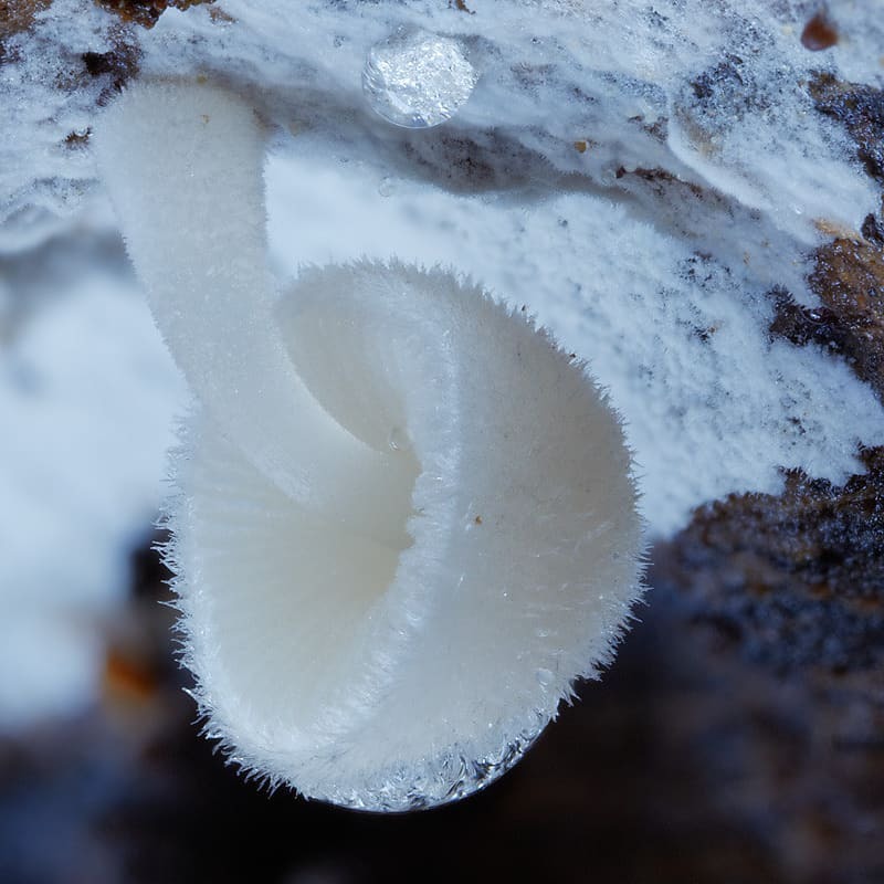 Have you been waiting for another mushroom selection? Of course, here she is! - Mushrooms, Mycelium, Mycology, Longpost