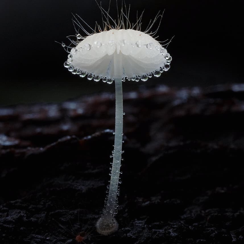 Have you been waiting for another mushroom selection? Of course, here she is! - Mushrooms, Mycelium, Mycology, Longpost