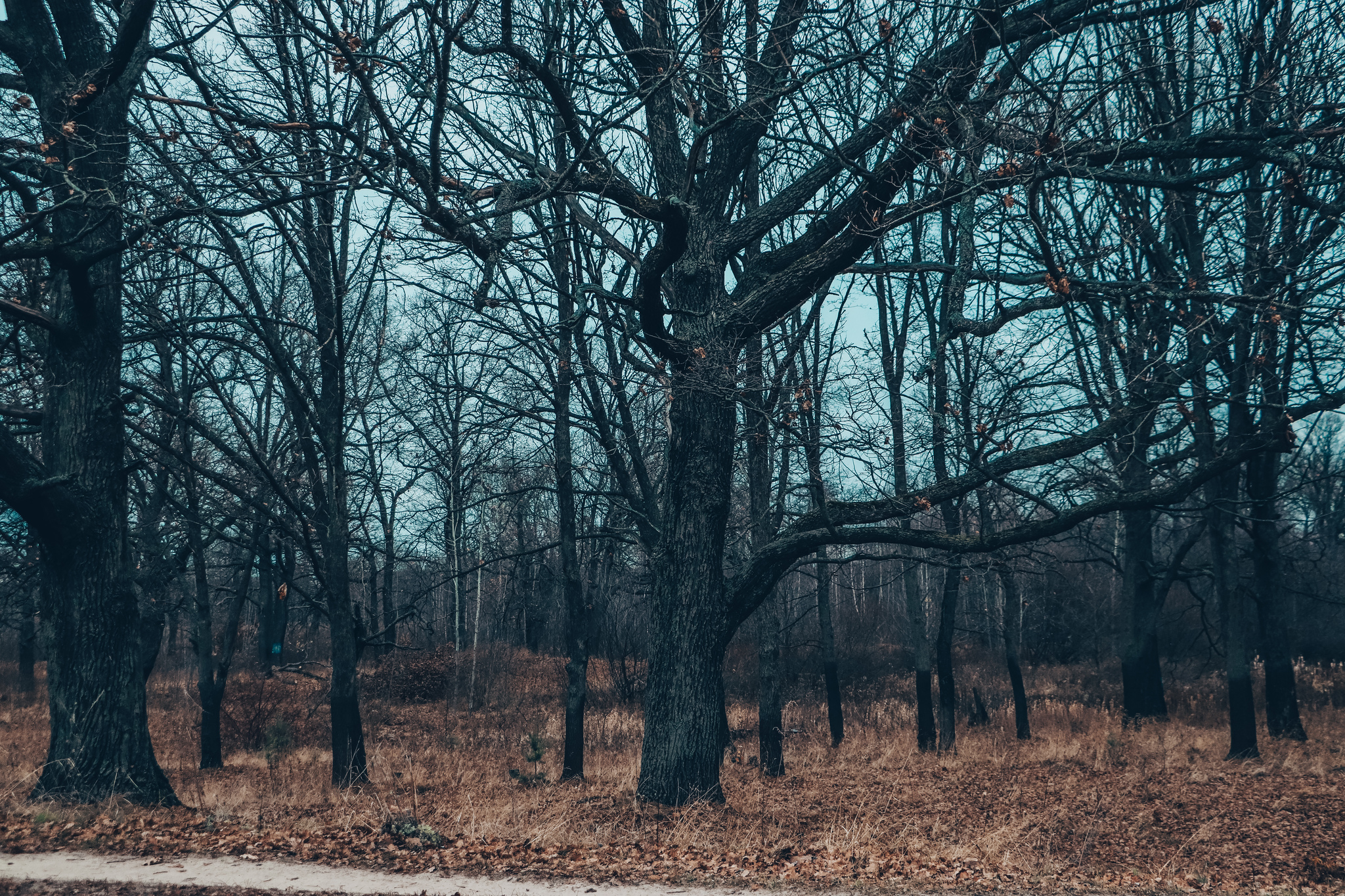 November - My, The photo, Autumn, Landscape, Mushrooms, A bike, Longpost