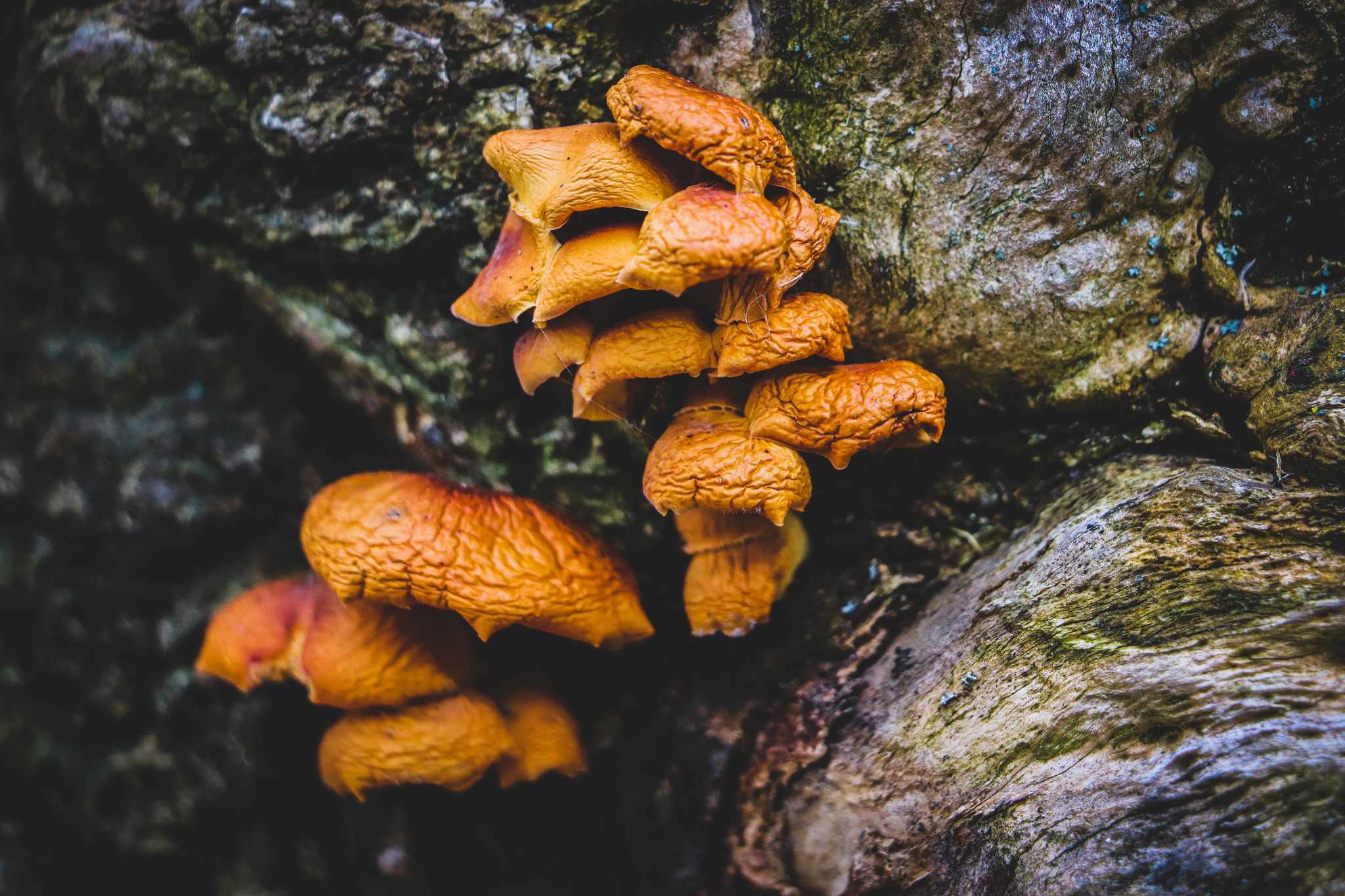 November - My, The photo, Autumn, Landscape, Mushrooms, A bike, Longpost