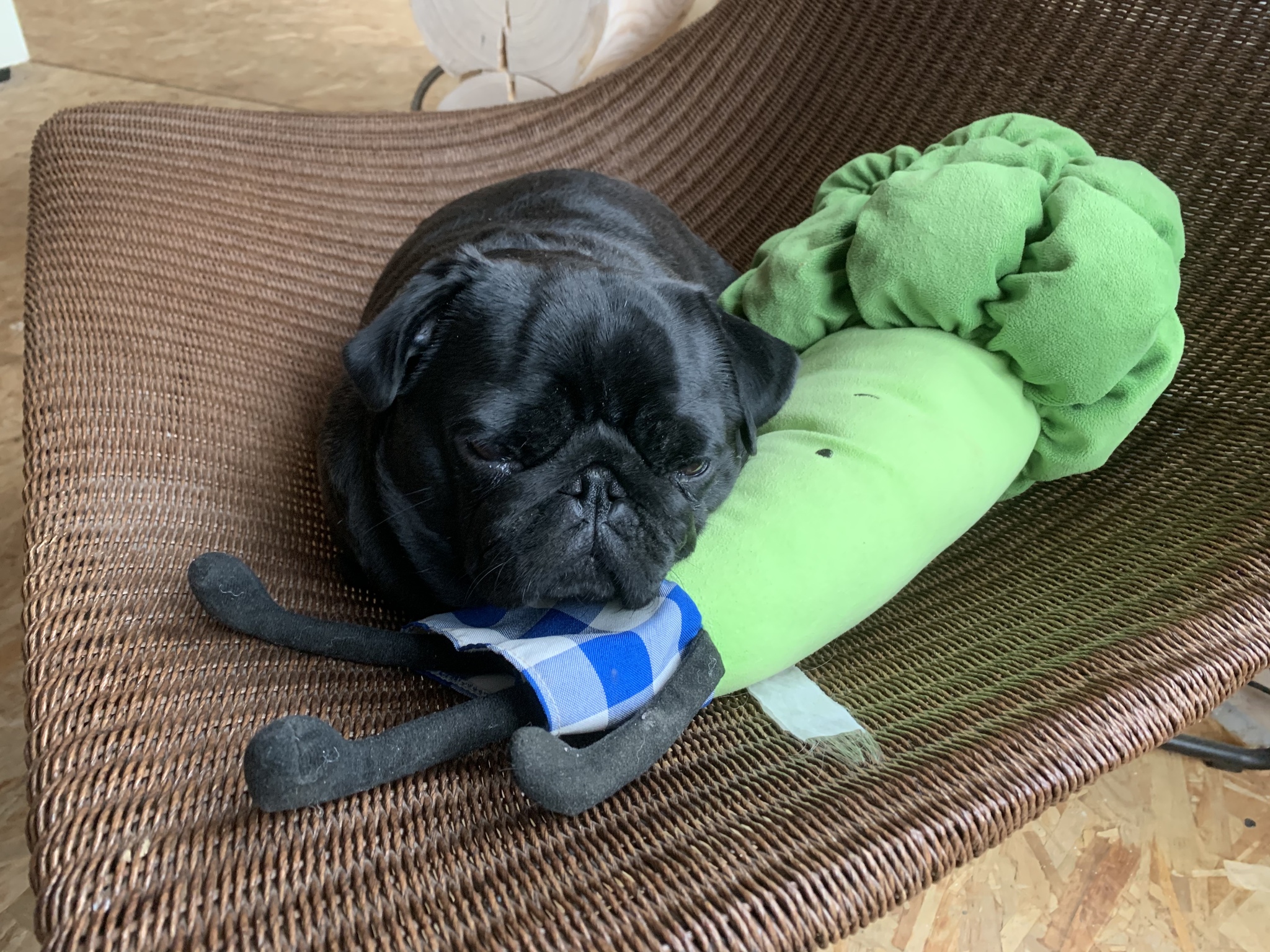 My friend broccoli! - My, Pug, Dog, Milota, Broccoli, Dream, Plush Toys