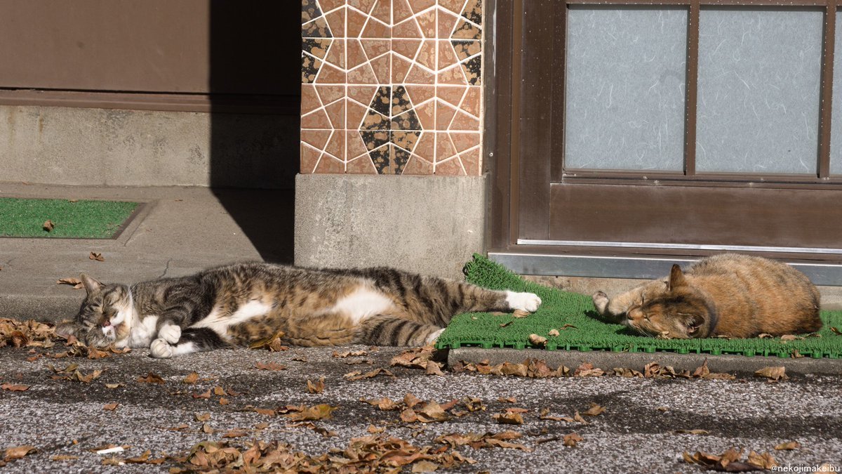 A cat's sleeping skill that makes people jealous... - cat, Striped, Dream, Care, Japan, Twitter