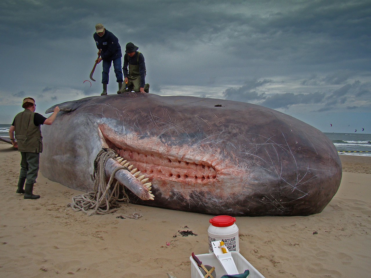 Opening day. The sperm whale has no upper teeth - Sperm whale, wildlife