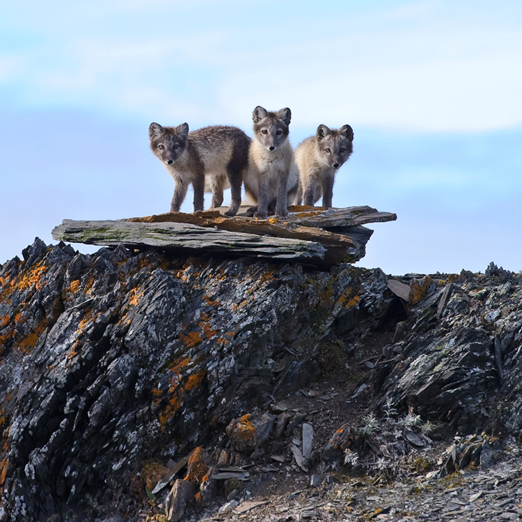 Arctic fox or arctic fox - Arctic fox, Longpost, The photo, Animals