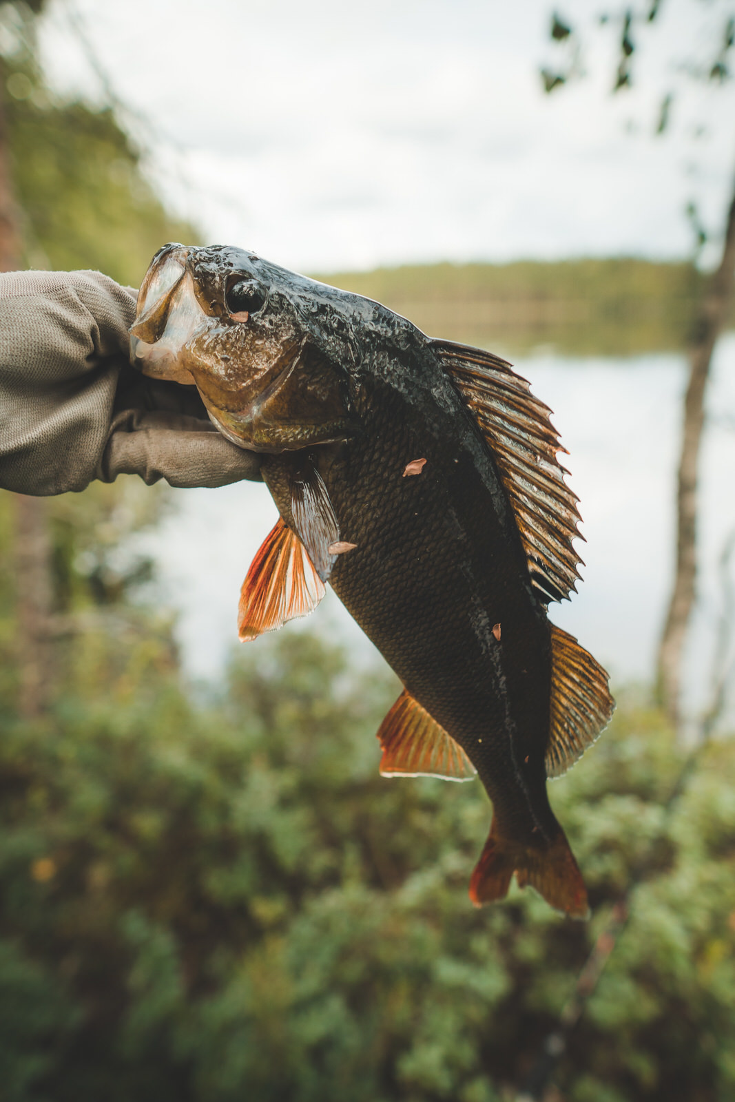 Black fish of peat lake. In new places in search of large pike - Pike, Fishing, Sport fishing, Fishing, Longpost