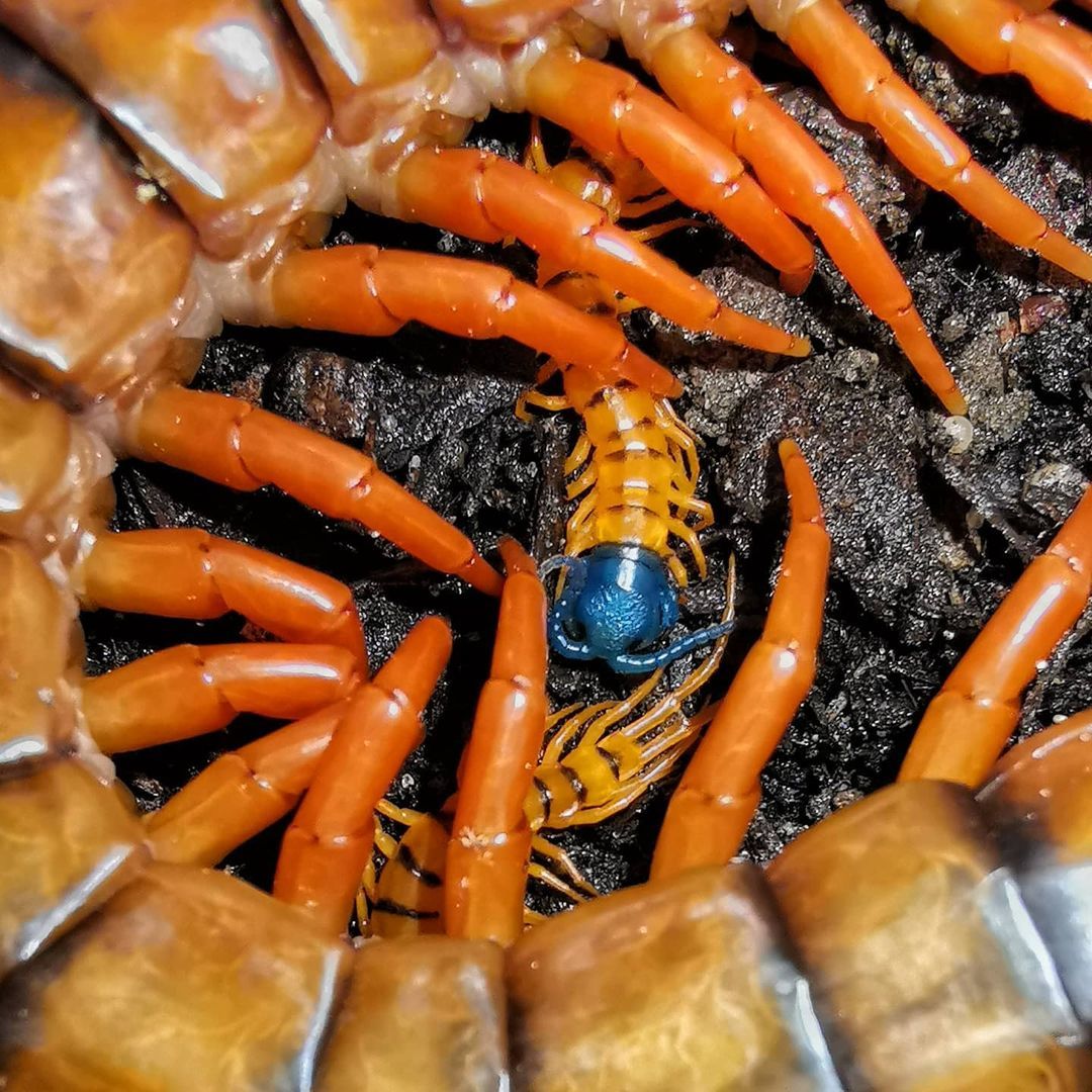 Offspring of centipedes - My, Scolopendra, Centipede, Insectophobia, wildlife, Reproduction, Video, Longpost