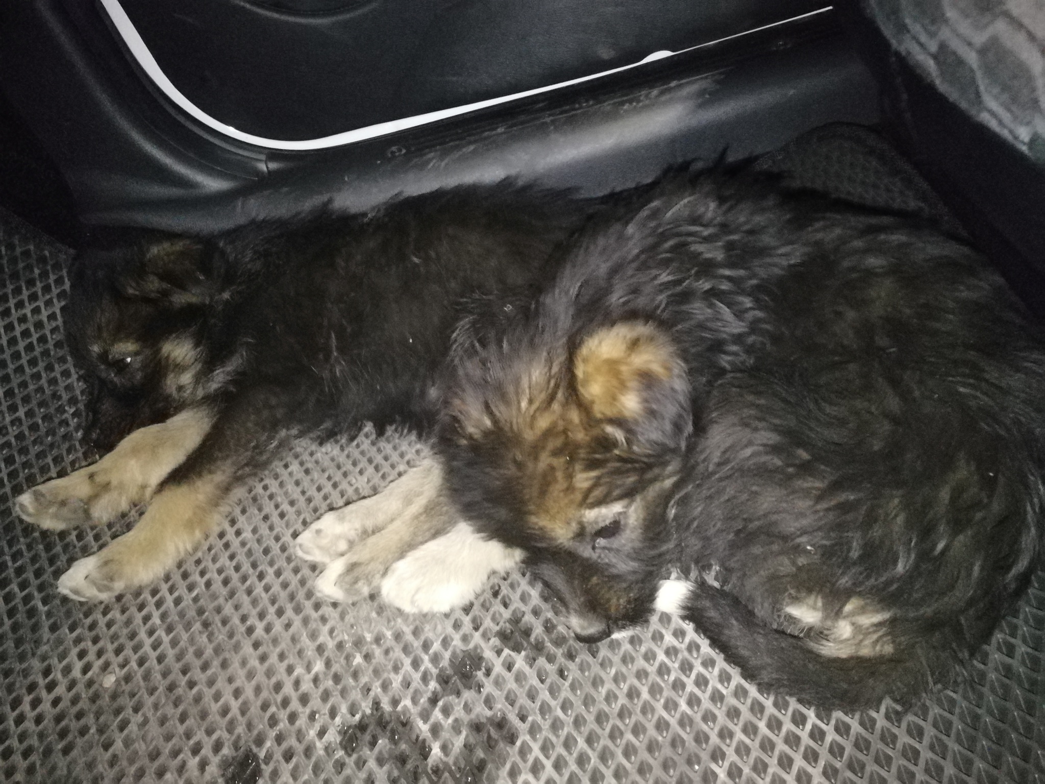 I picked up puppies on the road, I need some advice - My, Puppies, Dog breeds, Find, Road, In good hands, Video, Longpost, Naberezhnye Chelny, No rating, Dog