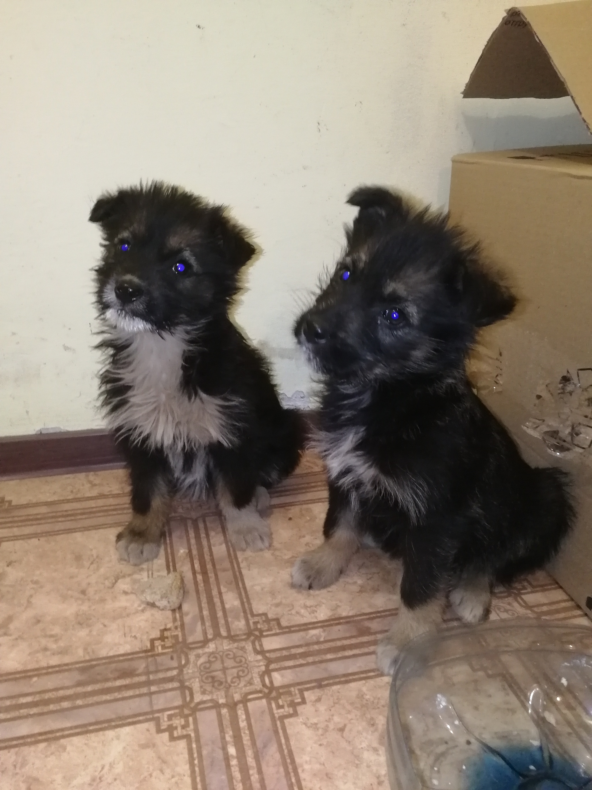 I picked up puppies on the road, I need some advice - My, Puppies, Dog breeds, Find, Road, In good hands, Video, Longpost, Naberezhnye Chelny, No rating, Dog