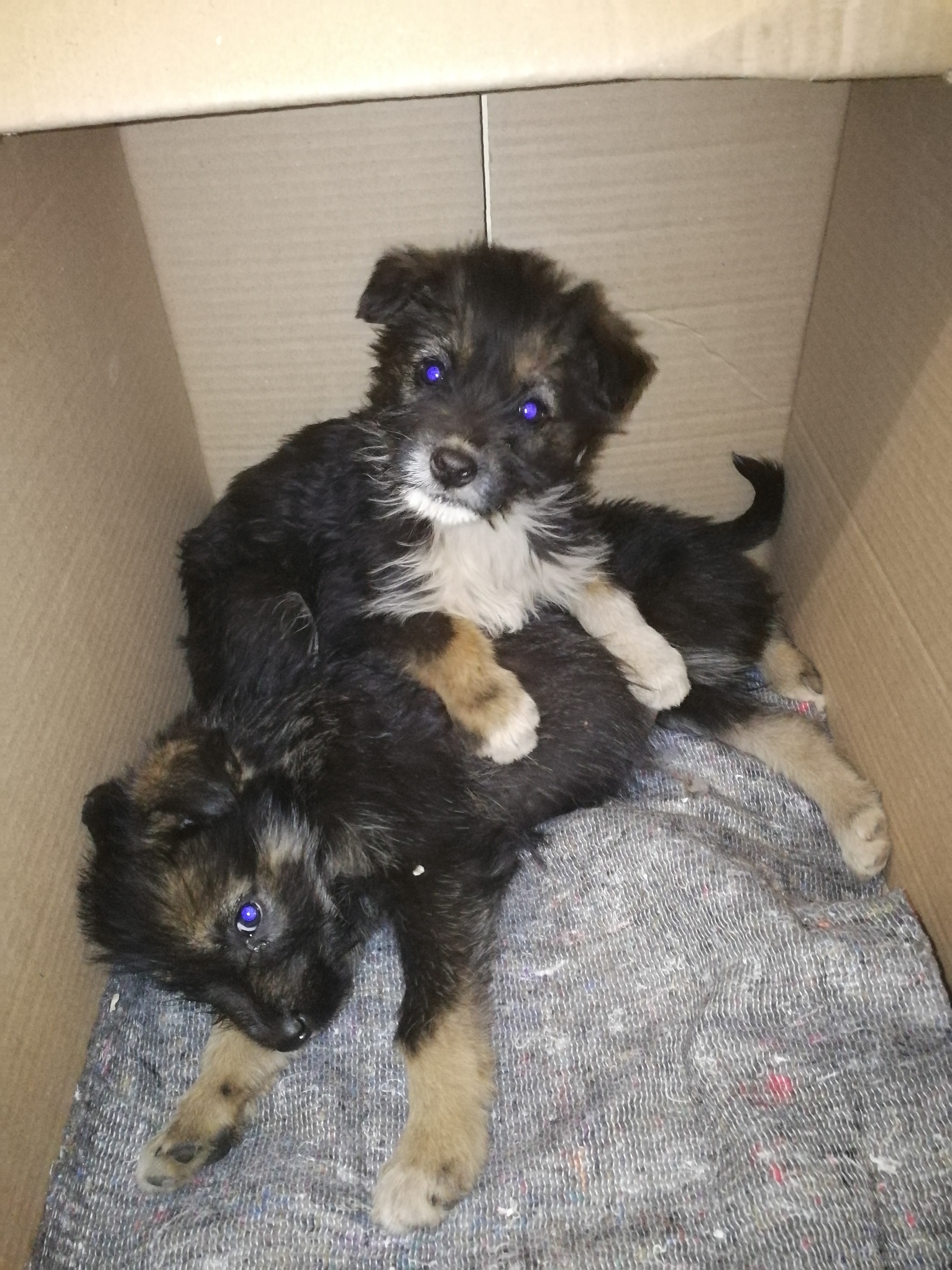 I picked up puppies on the road, I need some advice - My, Puppies, Dog breeds, Find, Road, In good hands, Video, Longpost, Naberezhnye Chelny, No rating, Dog