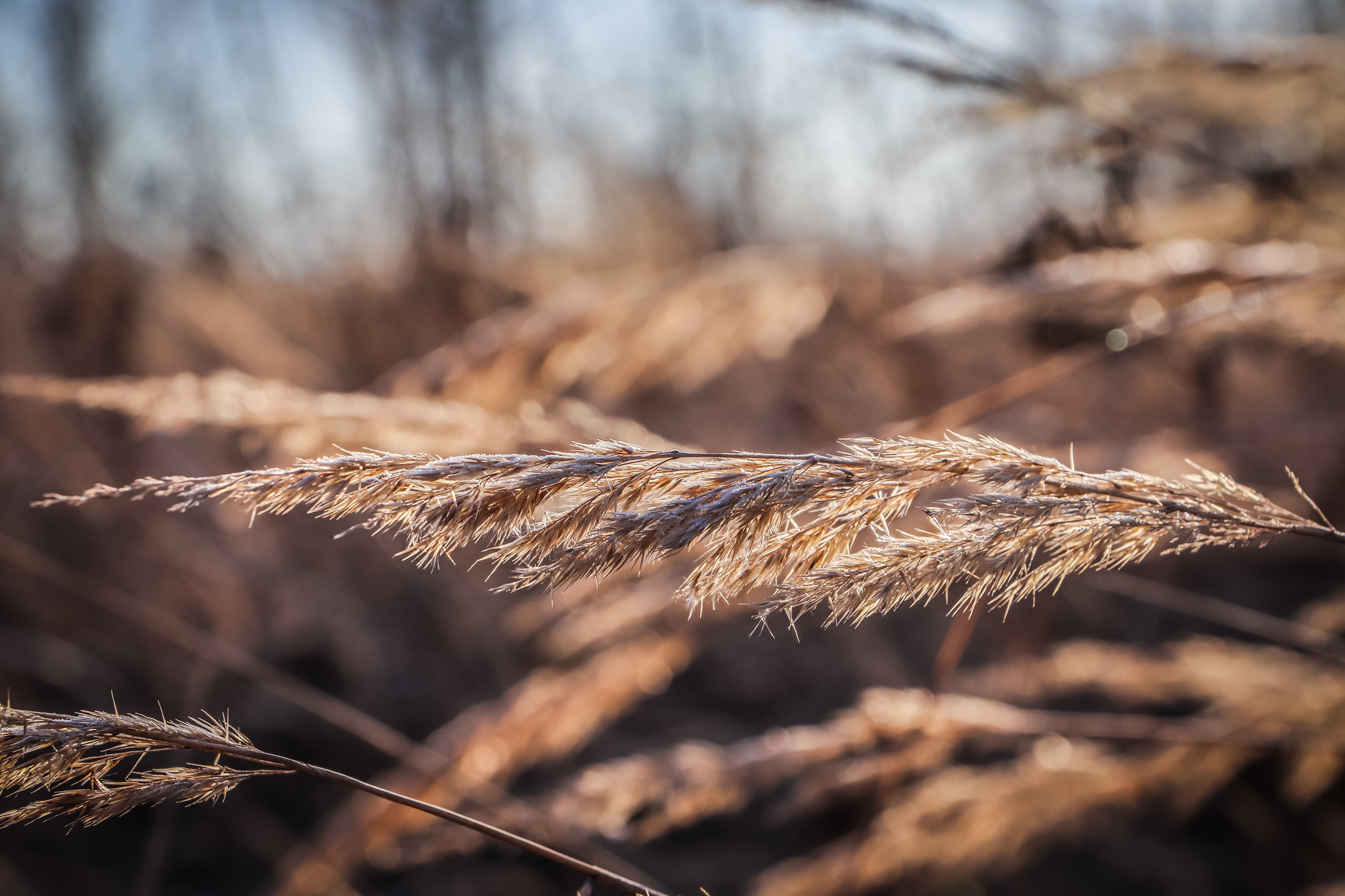 Hanging comrade - My, The photo, Grass, Plants