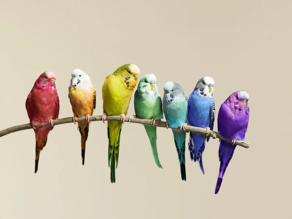 Budgerigar: What are they like in the wild? - A parrot, Yandex Zen, Animals, Longpost, Budgies, Birds