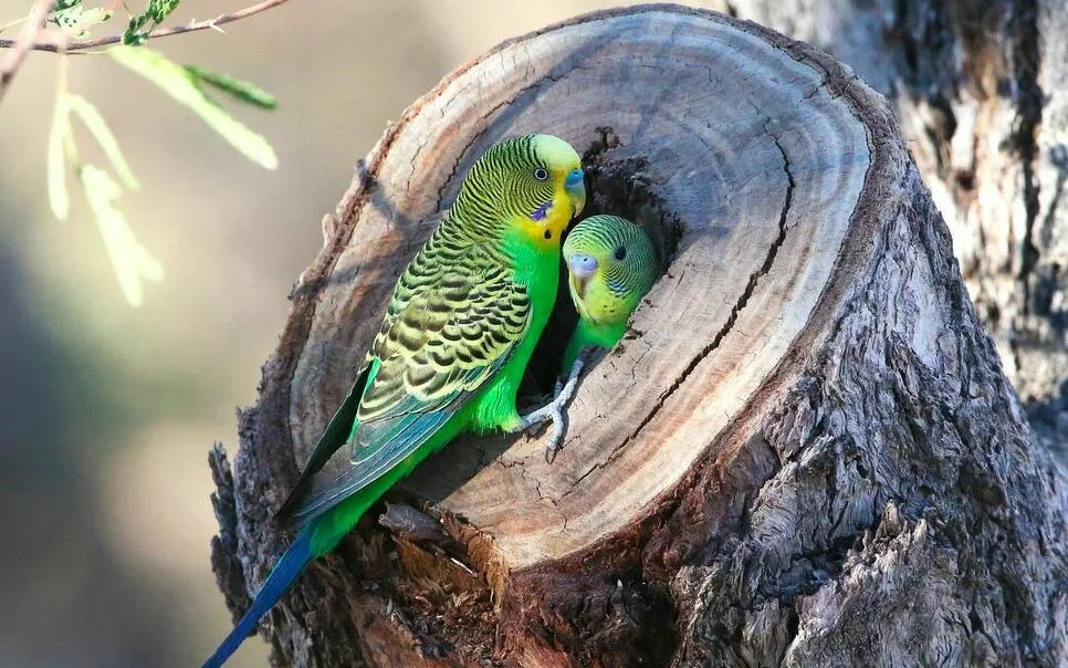 Волнистый попугайчик: А какие они в дикой природе? | Пикабу