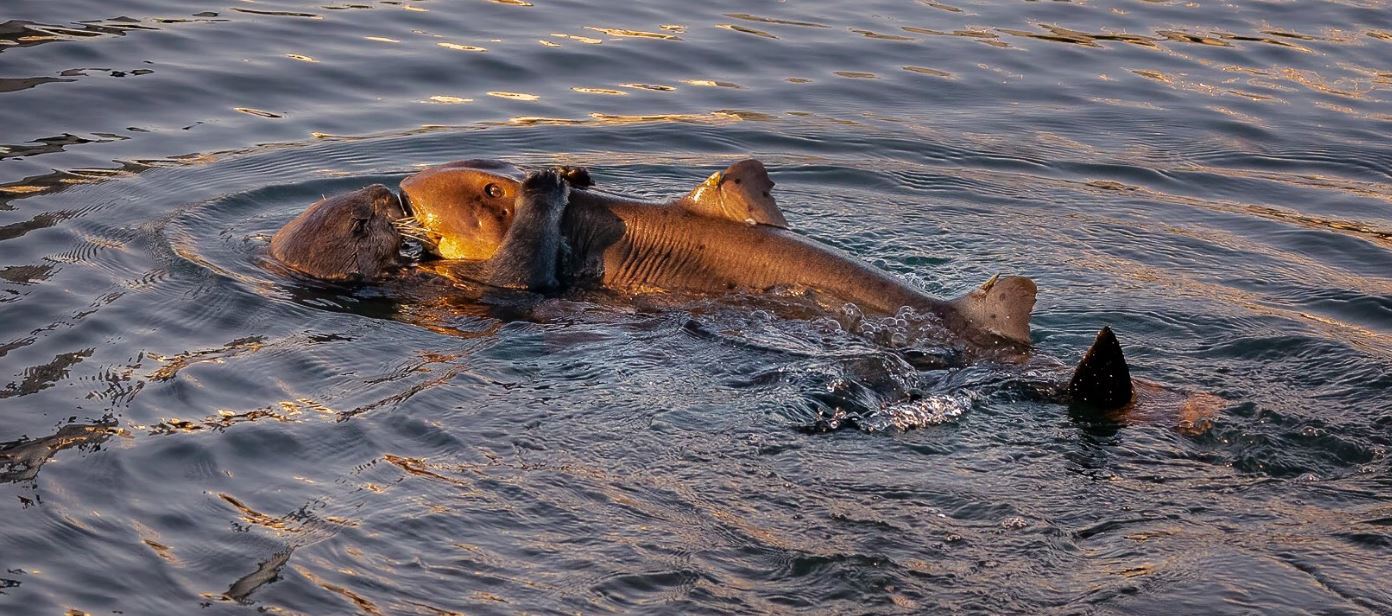 No one will know what really happened between them - Text, Otter, Shark, California, The photo, news