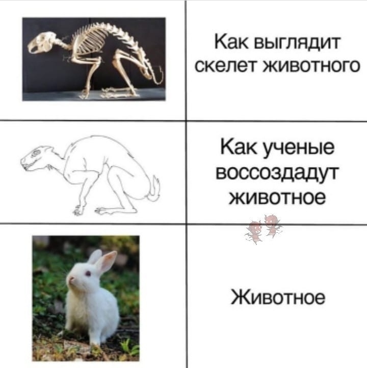 Almost - Skeleton, Reconstruction, Similarity, Rabbit