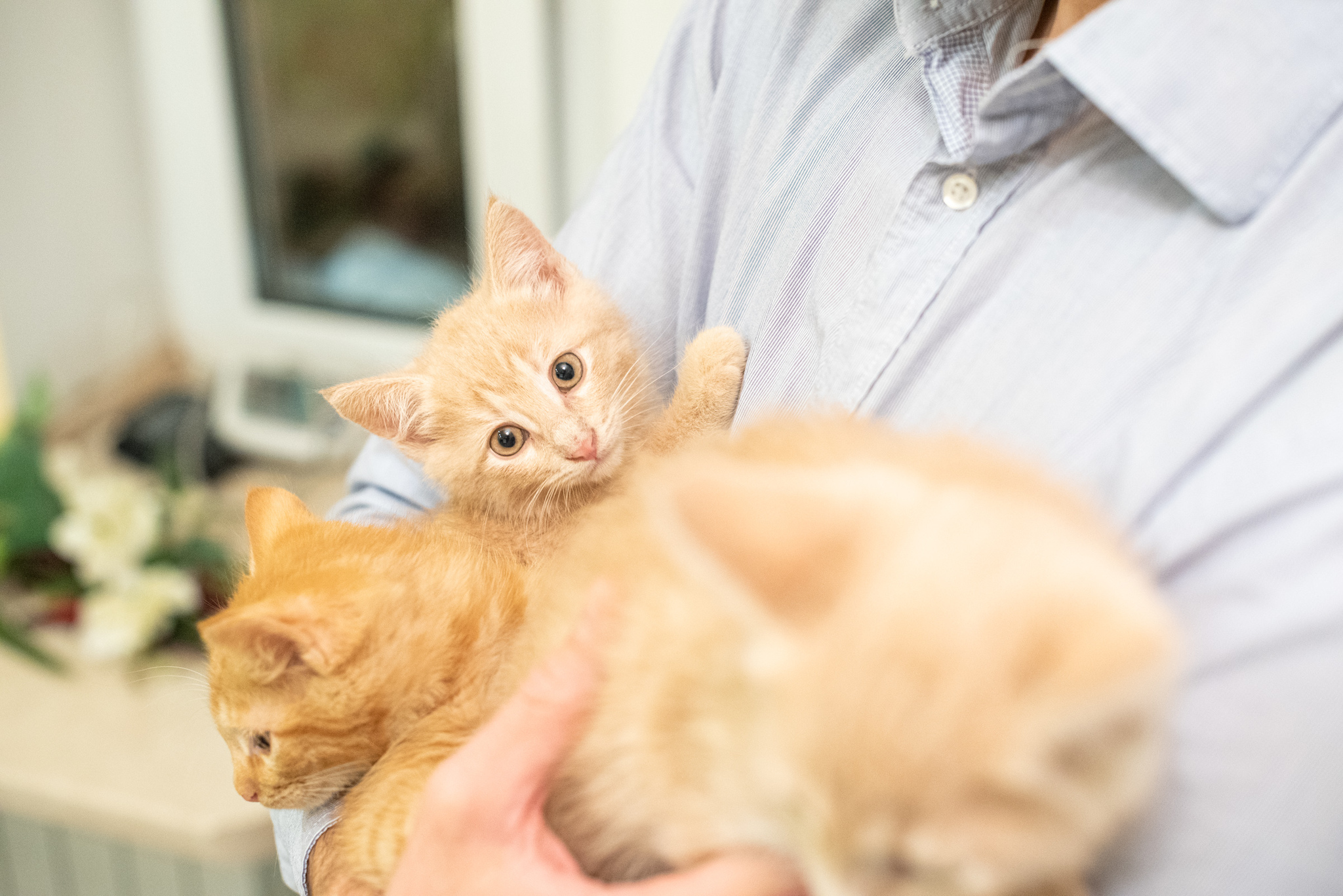 Three brother cats are looking for a home! Moscow, MO - My, Longpost, Moscow, cat, Kittens, In good hands, No rating, Pets, Redheads