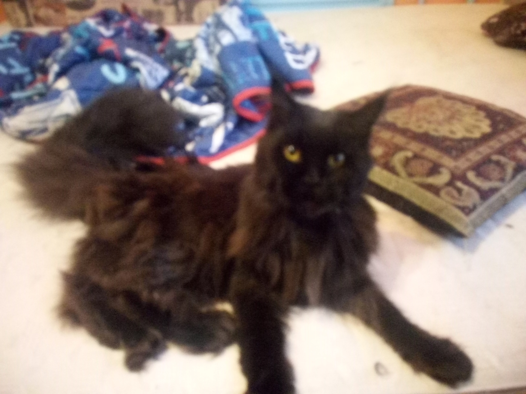 Купить кошку в ижевске. Мейн кун без хвоста черный. Мейн кун черный кот в 4 месяца фото.