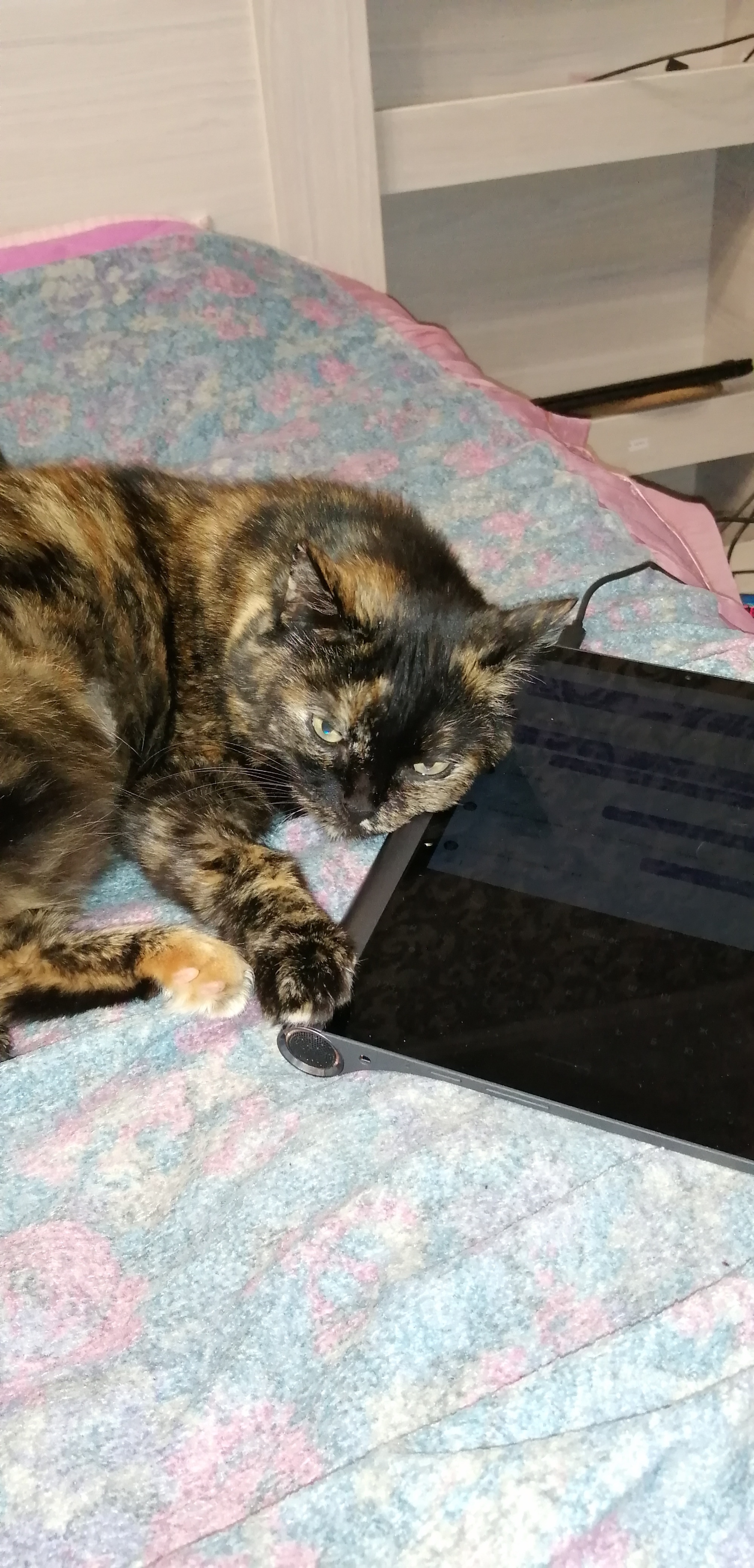 It looks like the new tablet was not bought for the owner. - My, cat, Tablet, Squeezed out, Tag