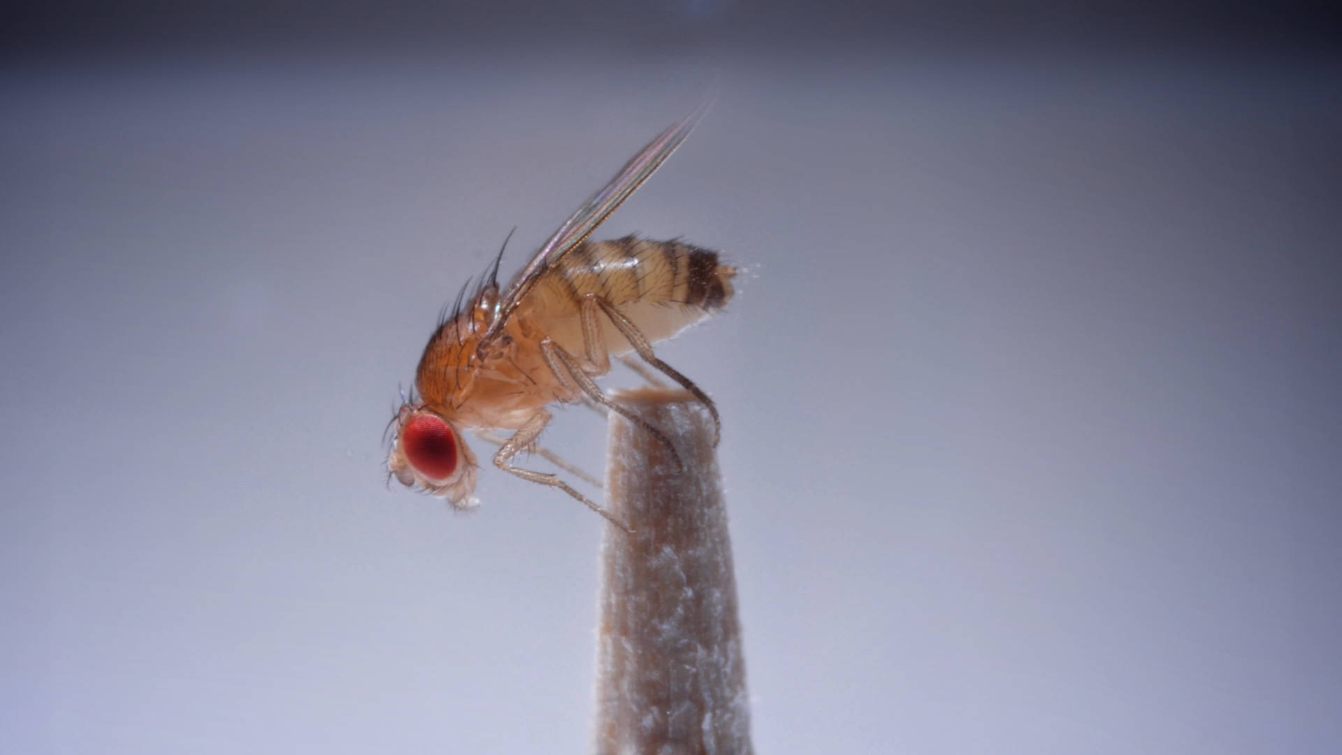 This killer fungus turns flies into zombies - Mushrooms, Mycelium, Video, GIF, Longpost, Муха