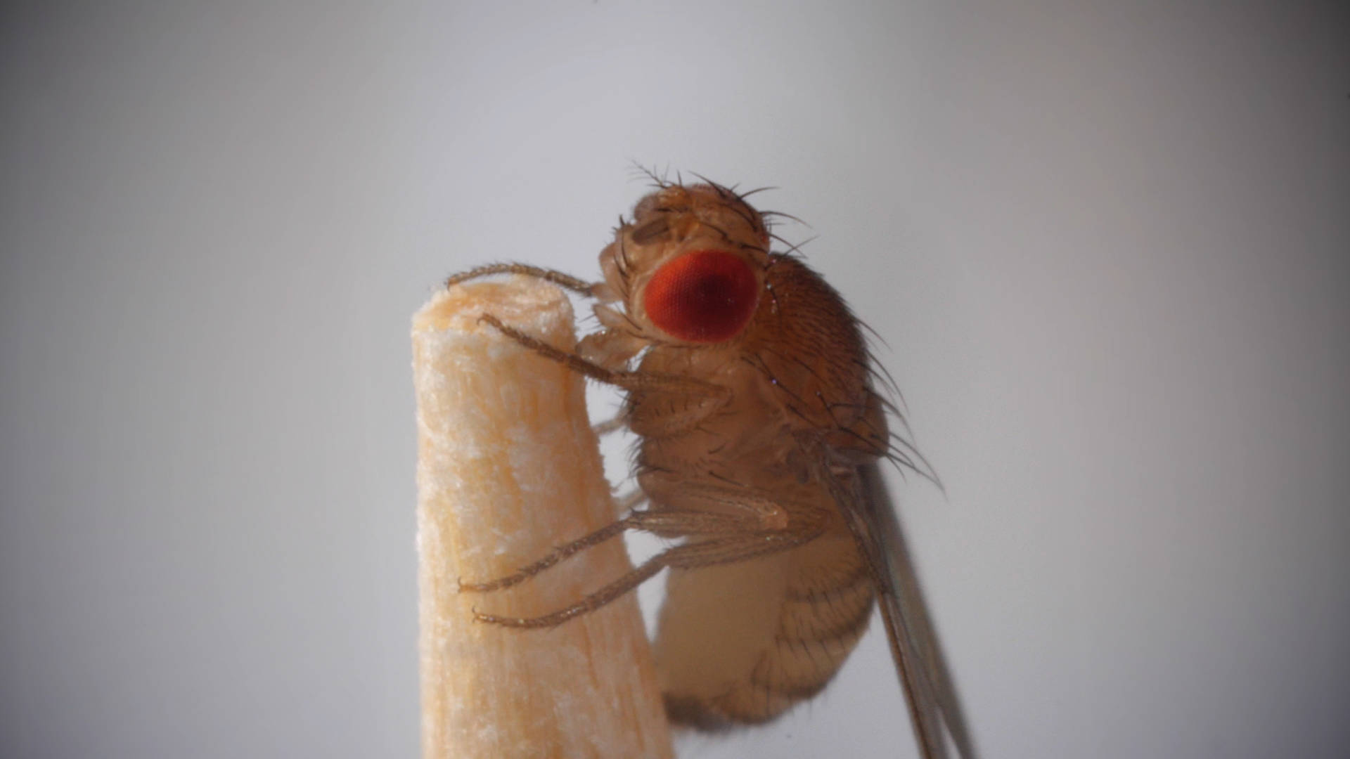 This killer fungus turns flies into zombies - Mushrooms, Mycelium, Video, GIF, Longpost, Муха