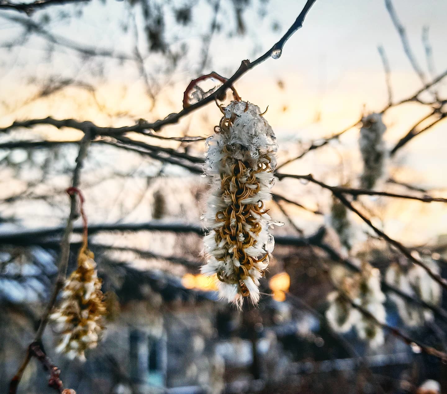 Autumn walks 10 - My, Autumn, Mobile photography, Khanty-Mansiysk, Nature, Longpost, The photo