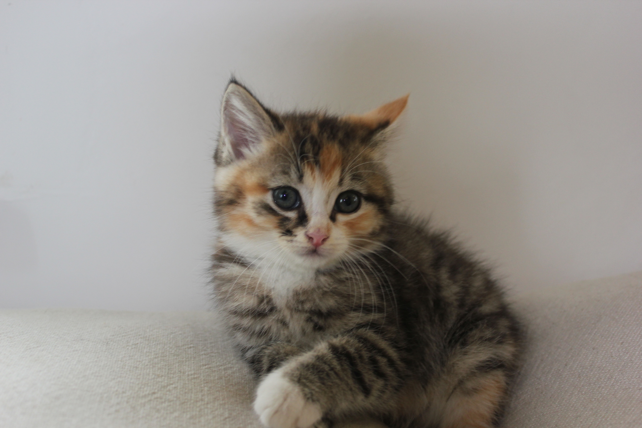 Kittens to a new home - My, Kittens, In good hands, Novosibirsk region, cat, Longpost, No rating