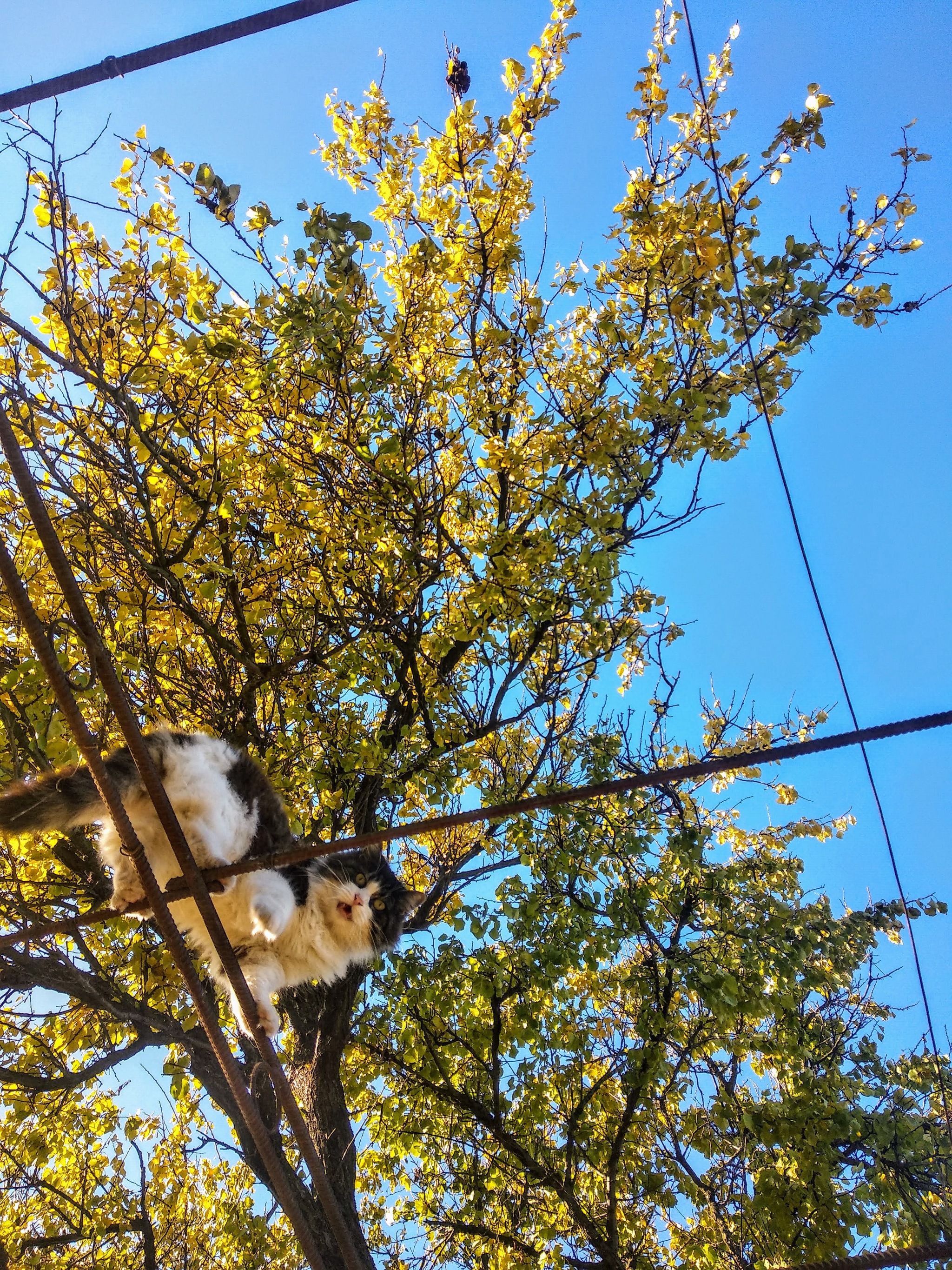 Boss, what's wrong with the leaves? - My, cat, Autumn, The photo