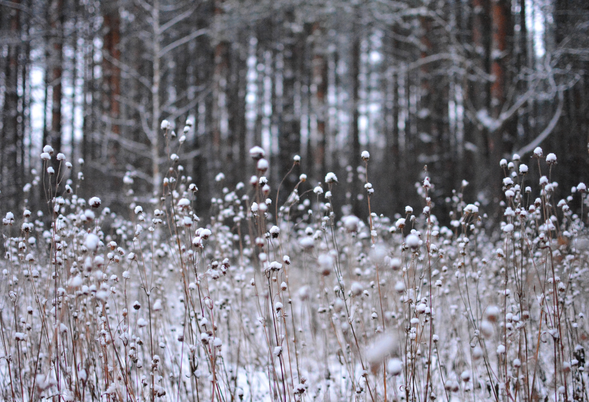 Winter cotton - My, The winter is coming, Walk in the woods, Photo hunting, Snow