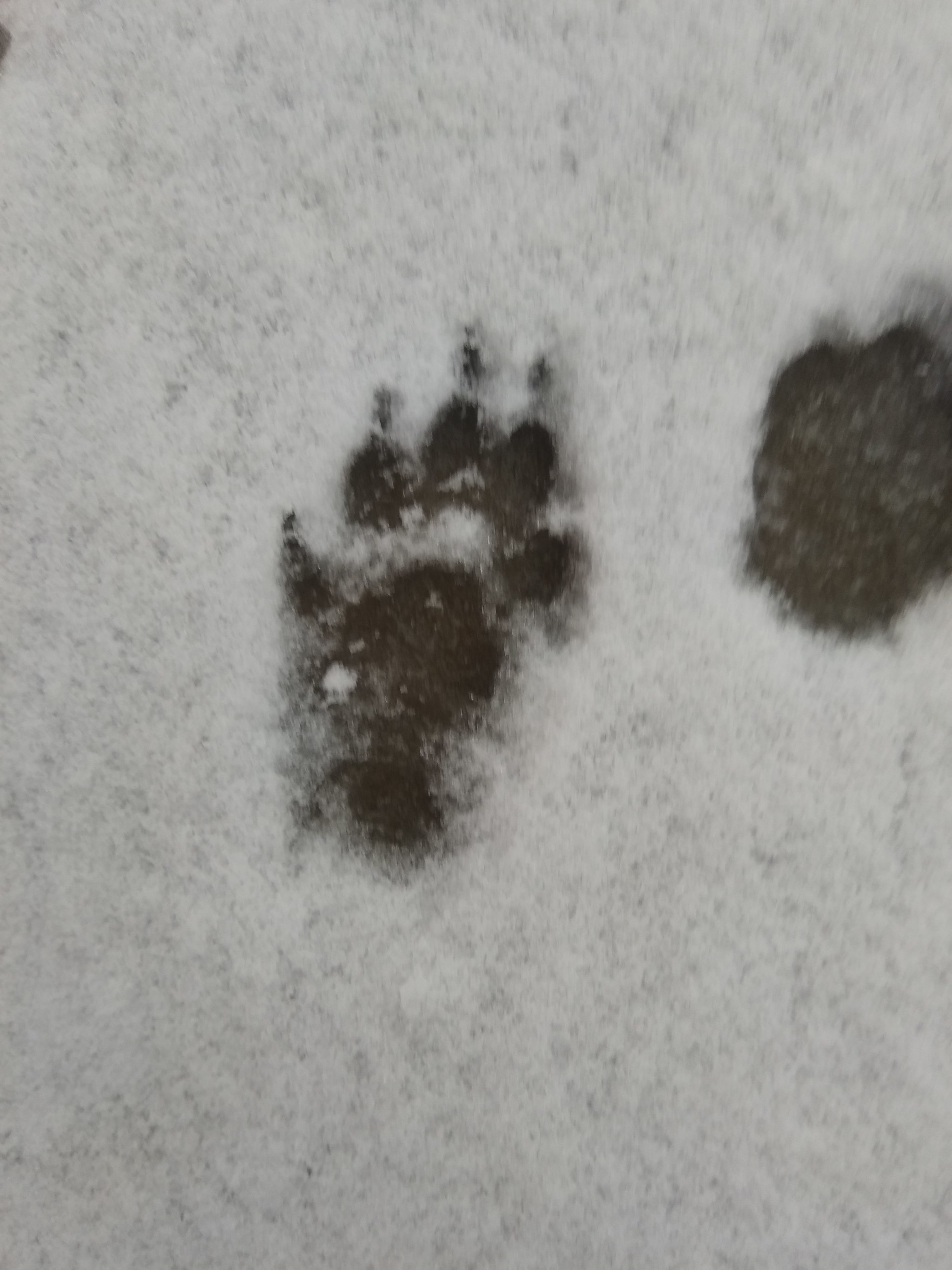 Footprints - My, Footprints, Animals, Longpost