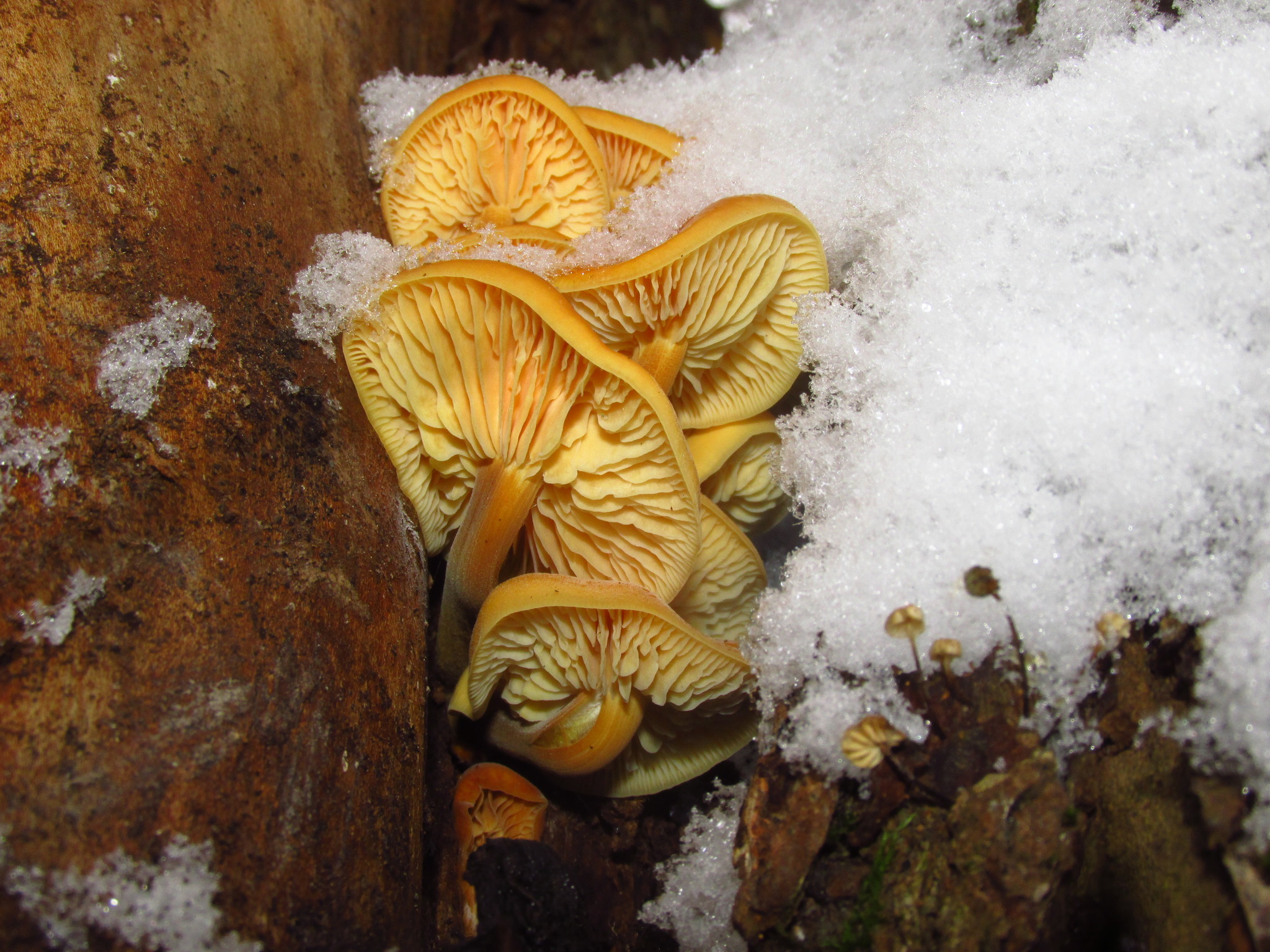 Winter has come, it's time to pick mushrooms - My, Mushrooms, Winter, Honey mushrooms, Moscow region, Longpost, Silent hunt