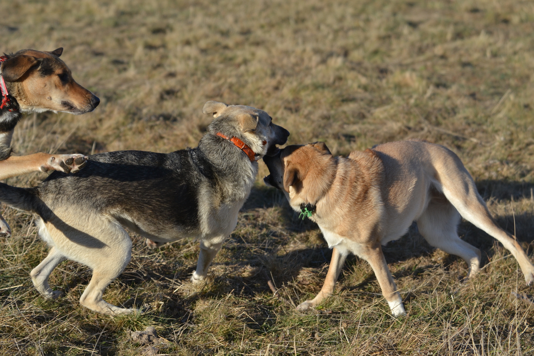 Tasha and Dory. Stories about dogs from foster care - My, Dog, Pets, Animals, Longpost