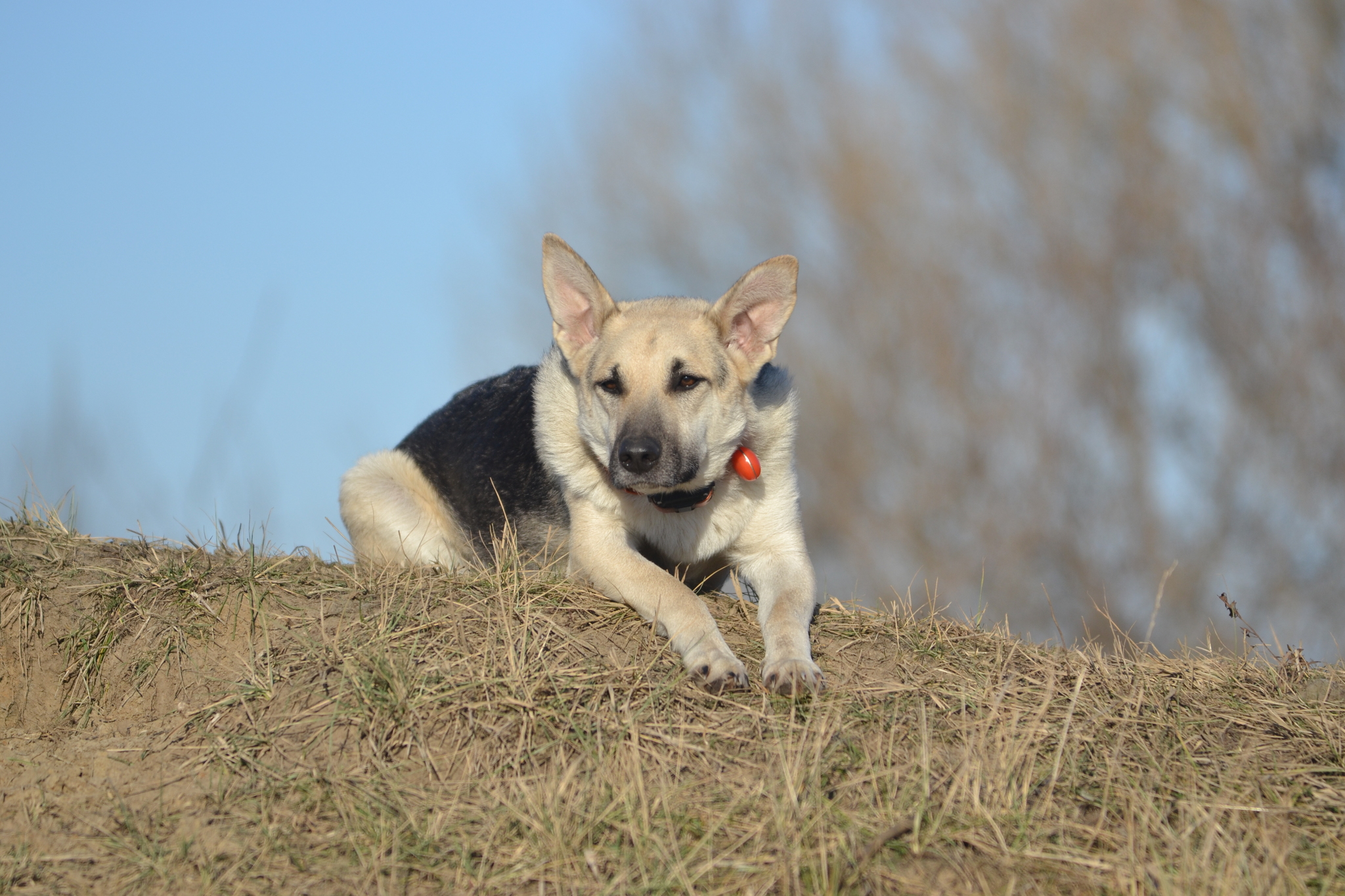 Tasha and Dory. Stories about dogs from foster care - My, Dog, Pets, Animals, Longpost