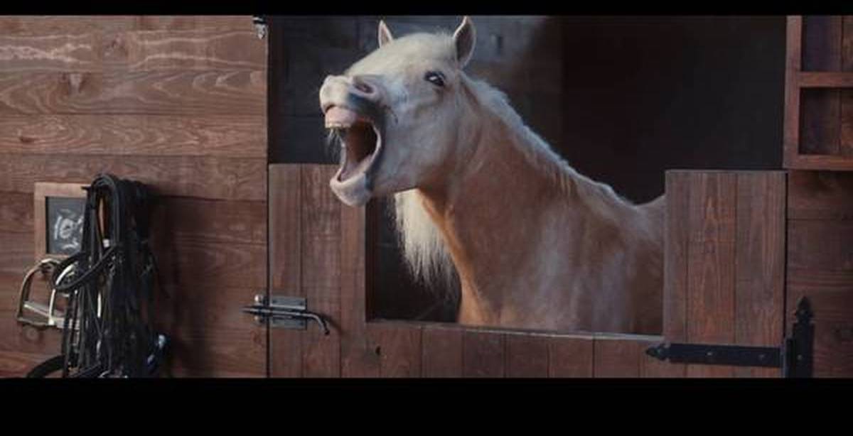 Реклама лошадок. Лошадь ржет. Лошадь смеется. Удивленная лошадь. Реклама с лошадью.
