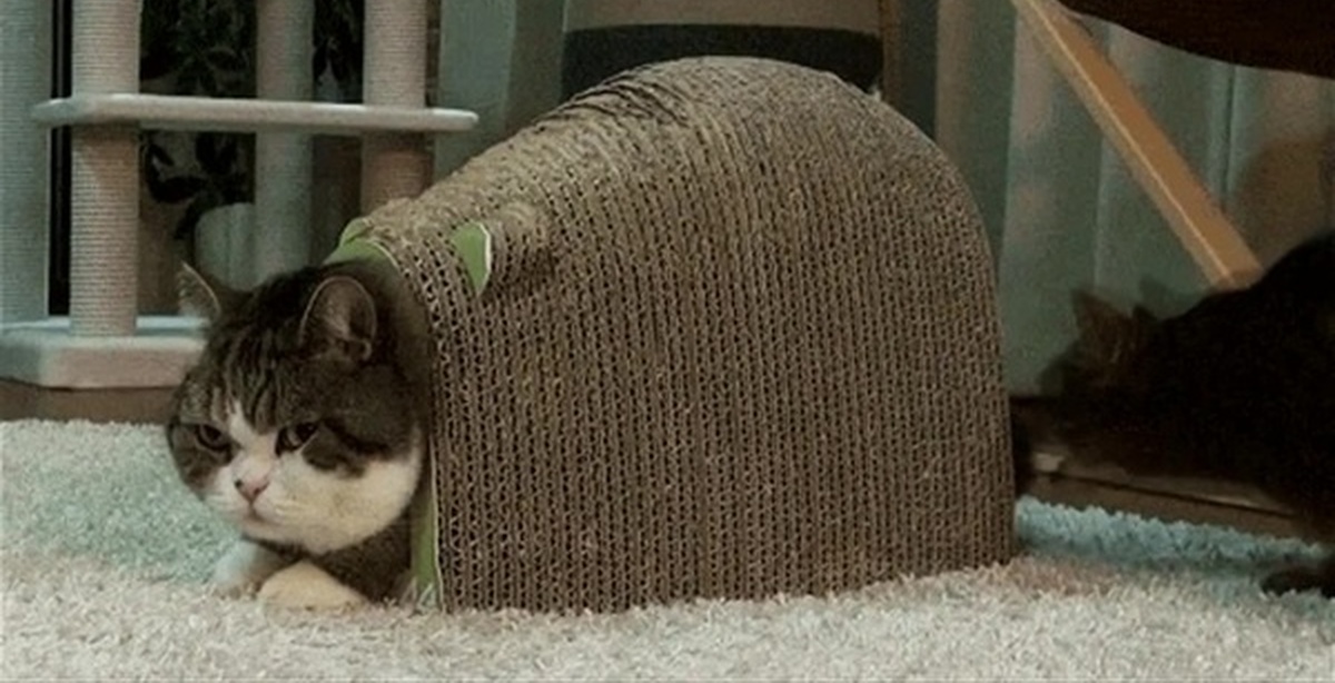 Gif cat
