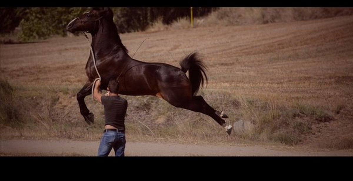 Танец лошадки. Танец с лошадью. Лошадь танцует. Танцующая лошадь с хозяином.