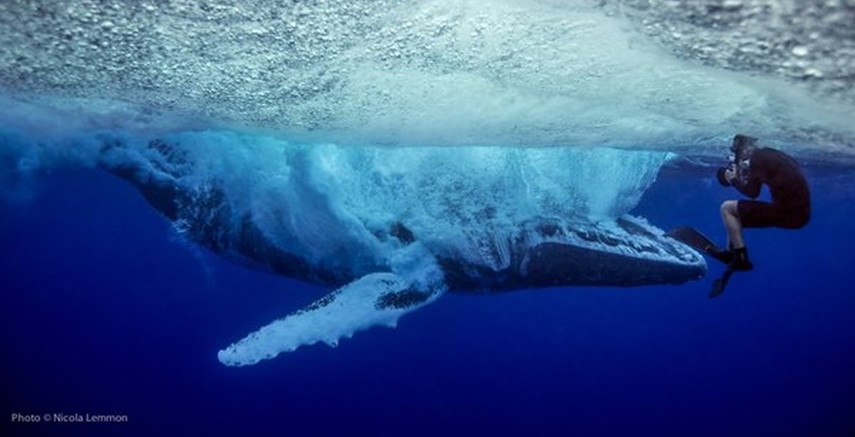 Не вероятное виде. Кит фото. Кит под водой. Человек в океане. Океан с китом под водой.