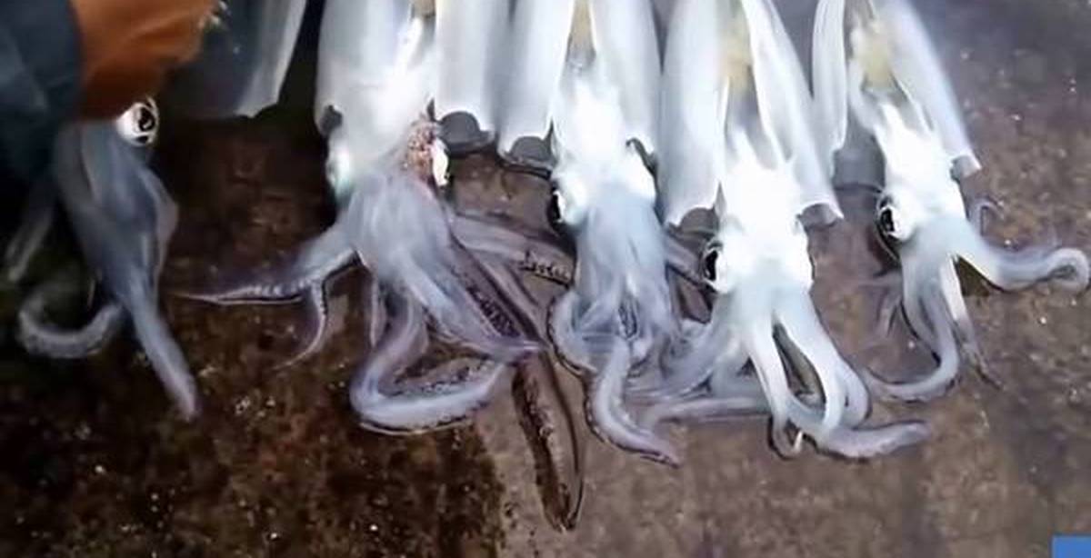 Видео про игру кальмара. Цвет кальмара. Перуанский кальмар.
