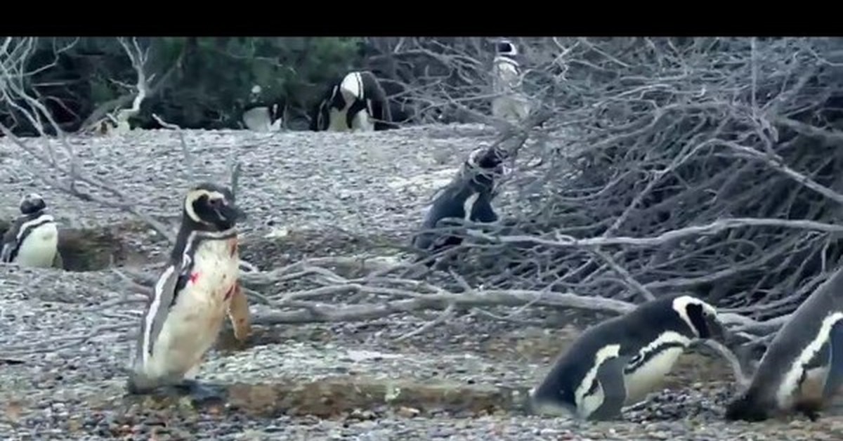 Пингвины идут с пляжа молча. Пингвины дерутся. Бухой Пингвин. Фото пьяного пингвина.