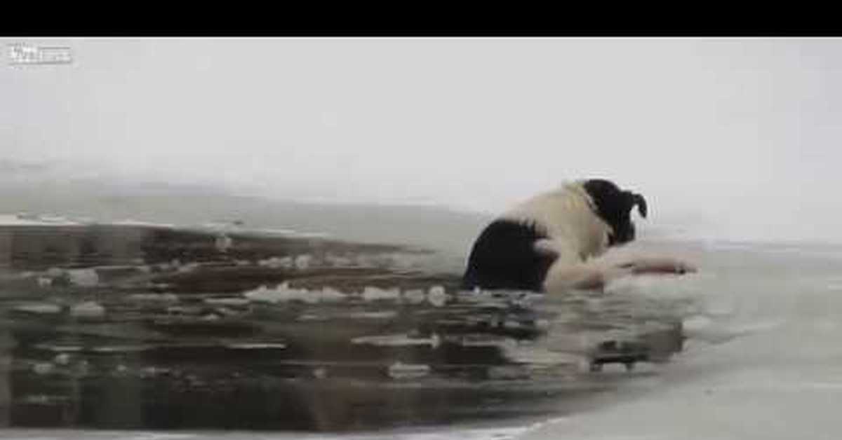 Мужчина спас собаку. Собака тонет. Собака спасает человека на воде. Собака утонула в бассейне.