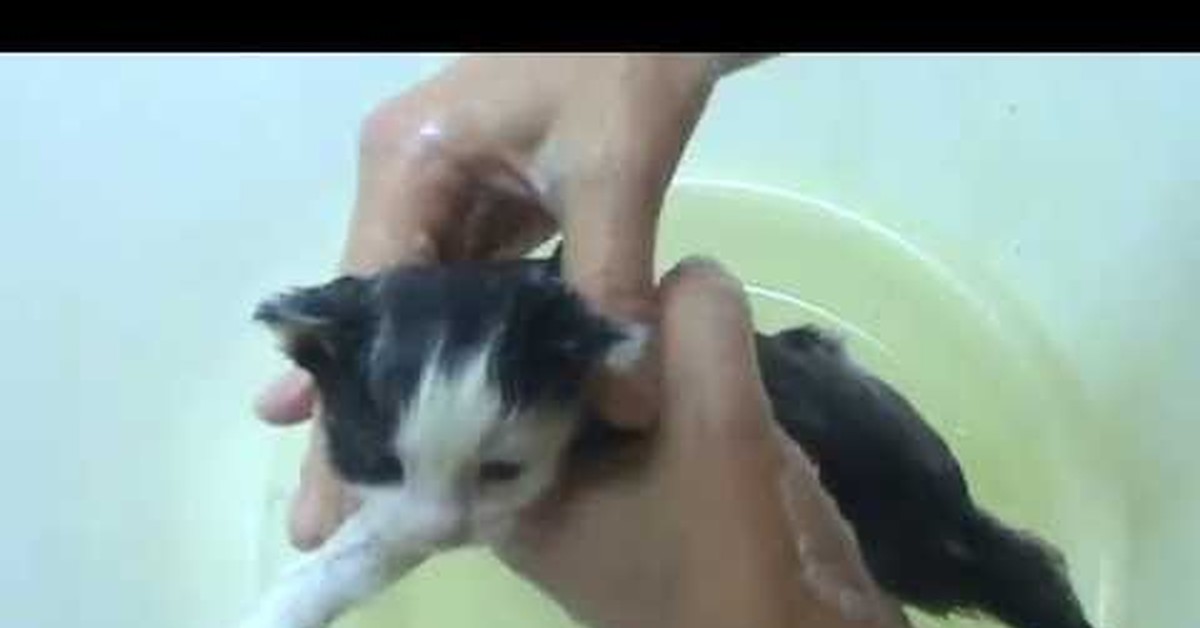 Котятам месяц можно купать. Маленького котенка мыть. Маленького котенка купают от. Маленького котенка купают от блох. Как купать новорождённого котенка.