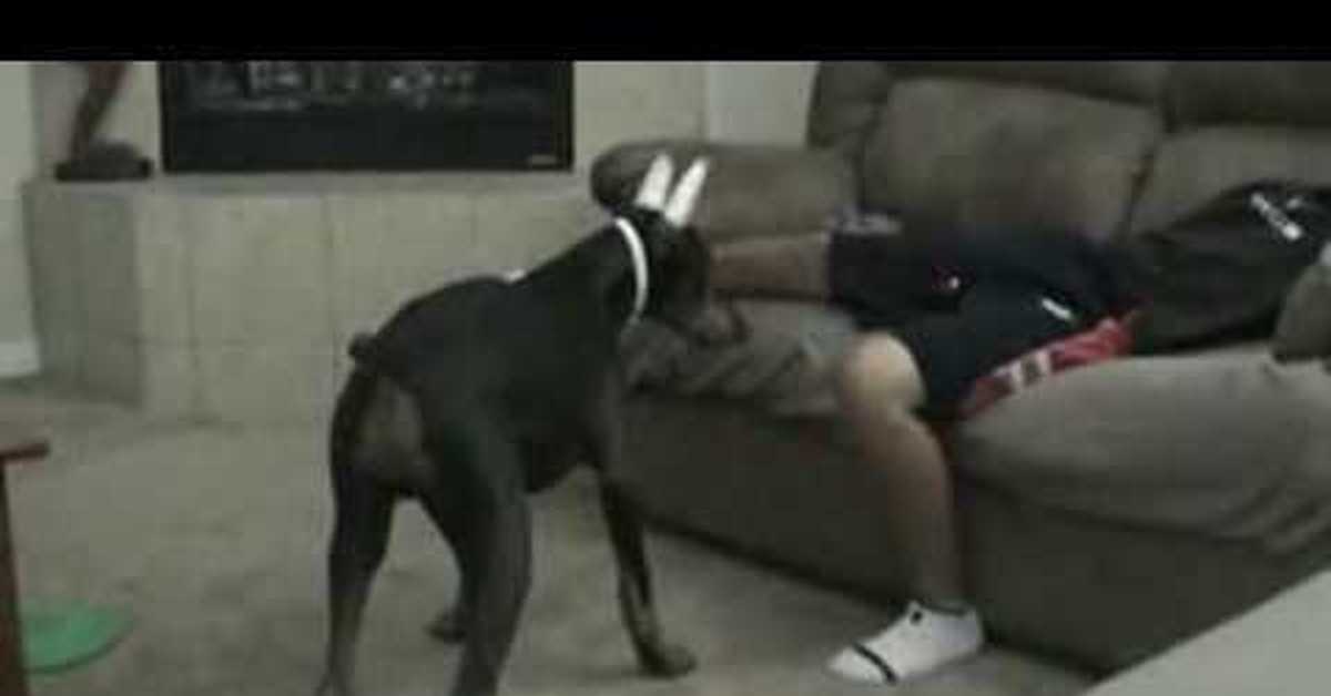 I Caught On A Hidden Camera My Wife Fucks With A Dog