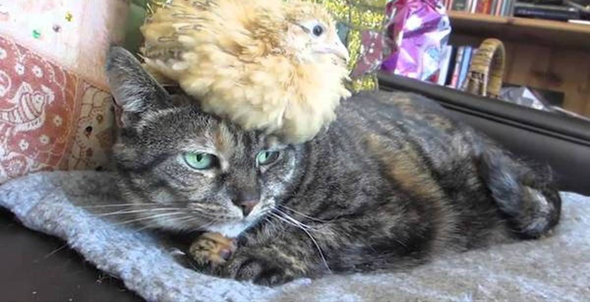 Кошка и цыпленок