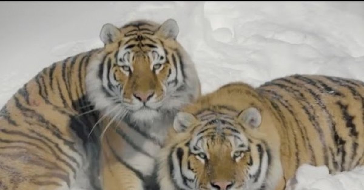 Уссурийский тигр и панда. Тигр съемки. Уссурийский тигр съемки. Видео про тигра Дягилево. Тигр аренда.