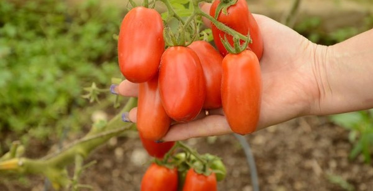 сорт томата сан. томат сан марцано нано. сорт томата сан. сорт томата сан. томат сан марцано.