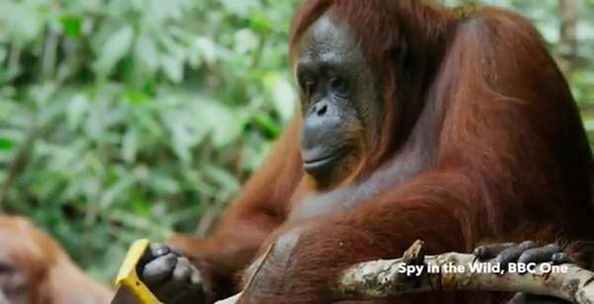 Орангутанг пилит дрова. | Пикабу