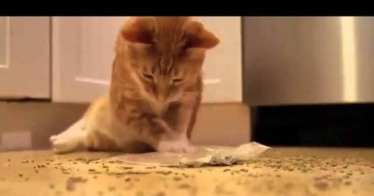 Видео нашел кошку. Кот наркоман мята.