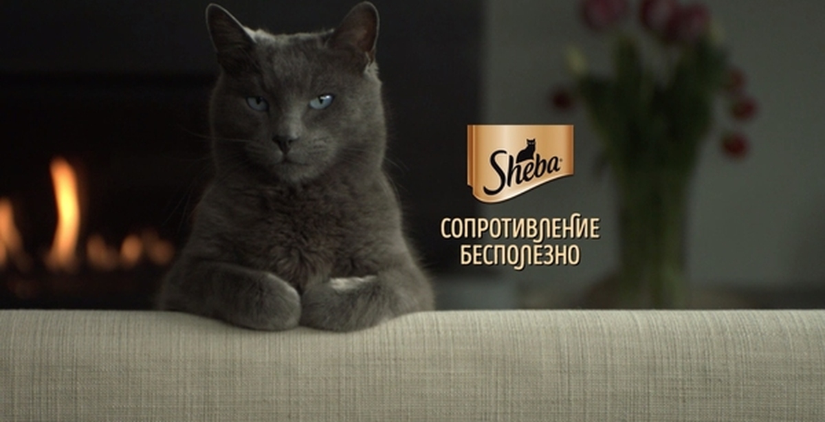 Sheba allergic. Реклама кошачьего корма Sheba. Корма для кошек Шеба. Шеба корм реклама. Порода кошки из рекламы Шеба.