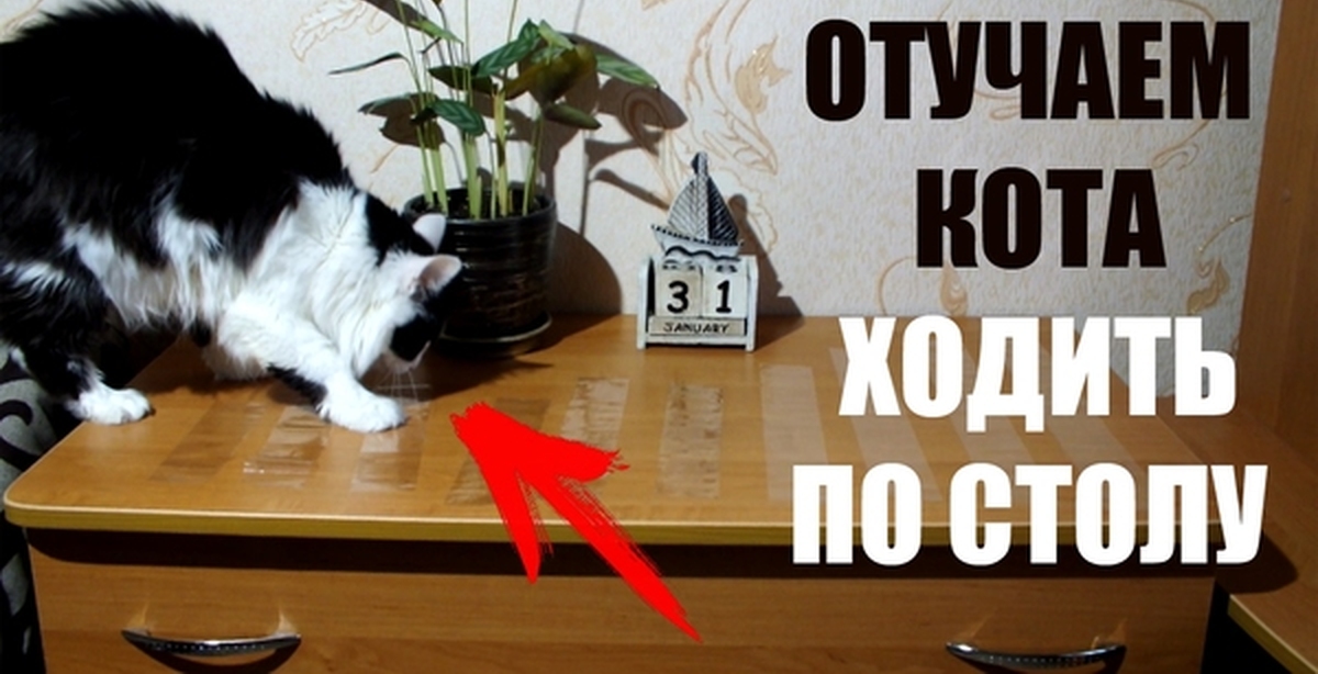 Как отучить кошку лазить по столам