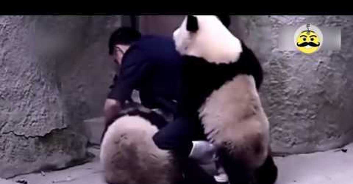 Панды едят мясо. Нападение панды на человека.